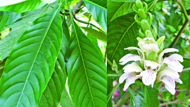 পীরগঞ্জে বাড়ছে ওষধি গাছ চাষ