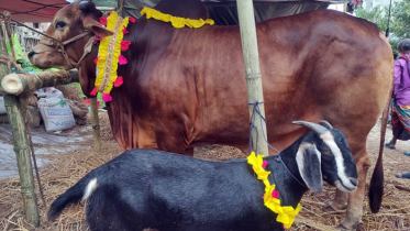 পশু কোরবানির মধ্যদিয়ে পালিত হচ্ছে ঈদুল আজহা