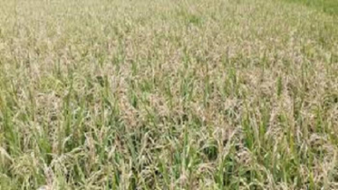বিষ প্রয়োগে এক বিঘা জমির ধান নষ্টের অভিযোগ