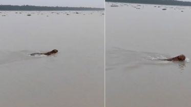 সুন্দরবনের নদীতে বাঘের সাঁতার দেখলেন দর্শনার্থীরা