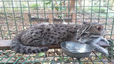 শ্রীমঙ্গলের লাউয়াছড়া বনে মেছো বাঘ অবমুক্ত