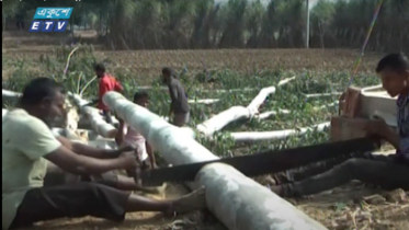 পীরগঞ্জে প্রকাশ্য সড়কের দুই পাশের গাছ কেটে সাবাড় (ভিডিও)