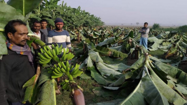 পরাজিত প্রার্থীর ৪শ’ কলাগাছ কেটে দিয়েছে দুর্বৃত্তরা