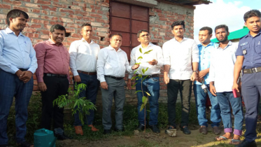 প্রধানমন্ত্রীর উপহার দেওয়া ঘরের আঙিনায় ‘চন্দ্রকলি’র বৃক্ষরোপণ