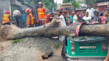 ঝড়ে গাছ পড়ে অটোচালক নিহত