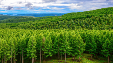 ৪৫ কোটি বছর আগেই পৃথিবীর পরিবেশ বদলে দেয় গাছ: চীনের গবেষণা