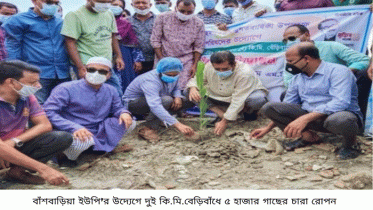 মুজিববর্ষ উপলক্ষে বাঁশবাড়িয়া বেড়িবাঁধে বৃক্ষরোপন কর্মসূচি