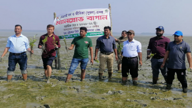 নিঝুমদ্বীপের দুর্গম চরে ৫০ লক্ষ কেওড়ার চারা রোপন