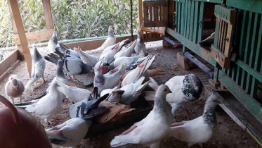 কবুতর পালন করে বেকারত্ব দূর (ভিডিও)