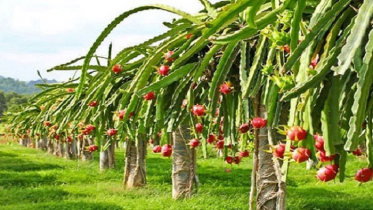 ড্রাগন ফল চাষে স্বাবলম্বী নেত্রকোণার গৃহিনী হাফিজা (ভিডিও)