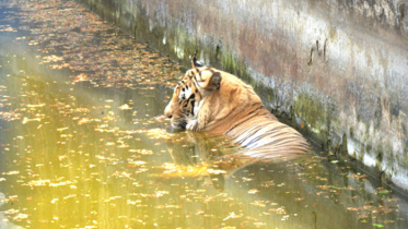 মানুষ ও অন্য প্রাণীরা যেভাবে গরম সহ্য করে