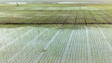 টুঙ্গিপাড়ায় ৫০০ হেক্টর জমি চাষাবাদের আওতায় আসছে