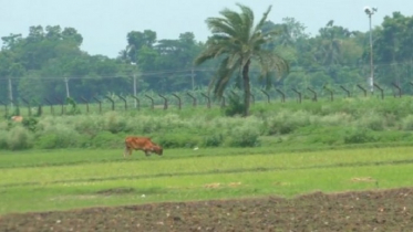 চুয়াডাঙ্গায় বিএসএফের গুলিতে ২ বাংলাদেশী গরু ব্যবসায়ী নিহত