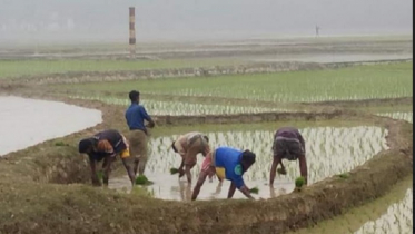 নওগাঁয় বোরো ধান চাষাবাদে চলছে উৎসব