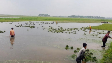 বাড়ছে নদ-নদীর পানি, নতুন করে ডুবছে বোরো ফসল