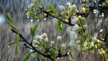 যে সব এলাকায় আজ বৃষ্টির সম্ভাবনা রয়েছে