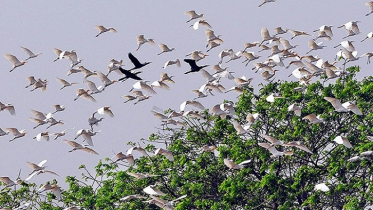 অতিথি পাখির কলকাকলিতে মুখর অরুনিমা রিসোর্ট 