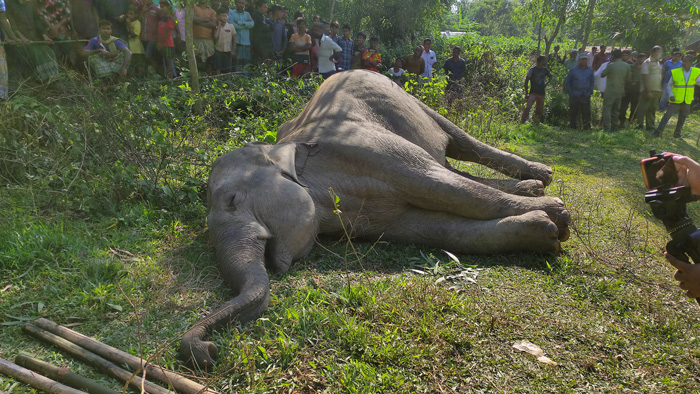 প্রাণহীন সেই বন্য হাতিটি