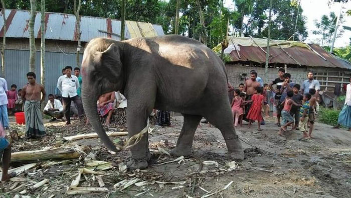 দুলাল চন্দ্র রায়ের কিনে আনা হাতি দুলাল চন্দ্র রায়ের কিনে আনা হাতি