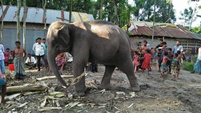 দুলাল চন্দ্র রায়ের কিনে আনা হাতি