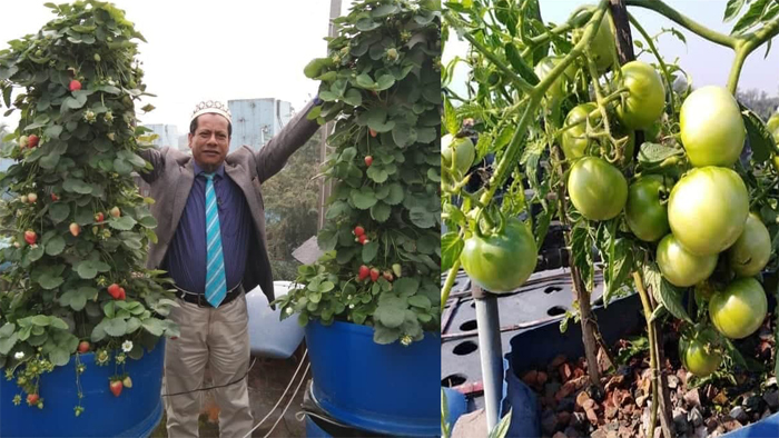 বাসার ছাদে সমন্বিত সবজি ও মাছ চাষে সফল ড. এম এ সালাম।