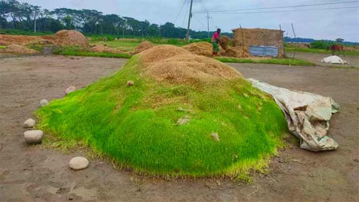 স্তূপ করে রাখা ধানে অঙ্কুর গজিয়েছে