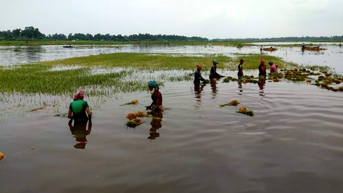 যমুনার চরে হঠাৎ পানি উঠে তলিয়ে যাওয়া ধান সংগ্রহের চেষ্টা করছেন কৃষক