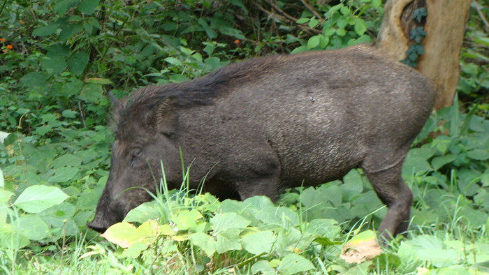 বন্য শূকর