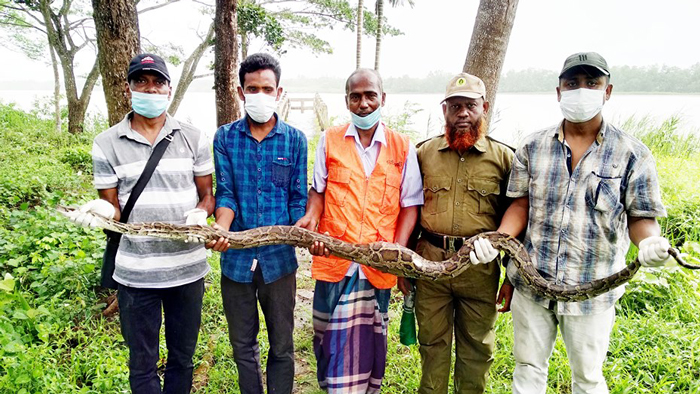 বনে অবমুক্ত করা হচ্ছে ১০ ফুট লম্বা সেই অজগরটি।