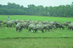 বদলে যাচ্ছে ভোলায় মহিষ পালনের ধরন